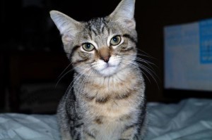 pet_490_2