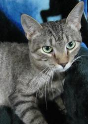 Tabby