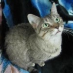 Tabby