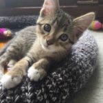 Loki