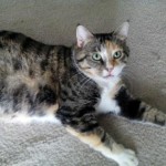 Penny
