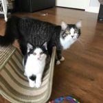 Layla & Uno1