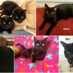 Foster Pics2