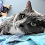 Phoebe2
