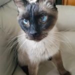 Skipper