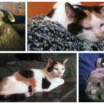 Cassie-and-Pearl-collage
