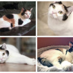 Cassie-collage