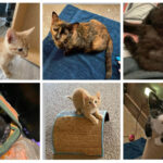 Hera-and-babies-collage