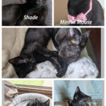 Shade-and-Minnie-collage
